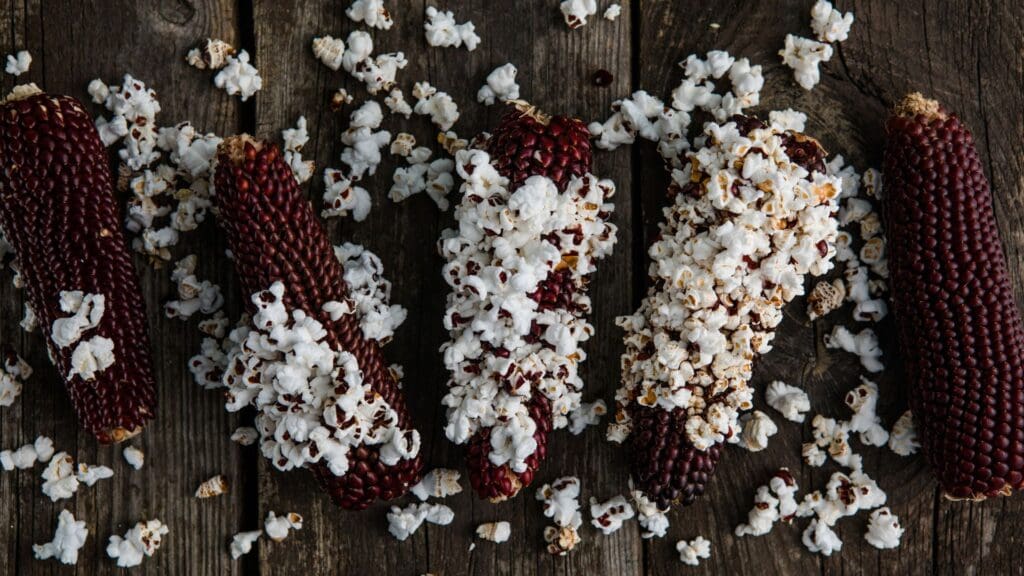 Pop corn and corn cobs on a table 